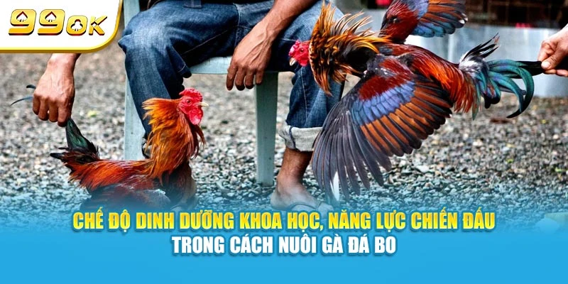 Chế độ dinh dưỡng khoa học tại 99OK, năng lực chiến đấu trong cách nuôi gà đá bo