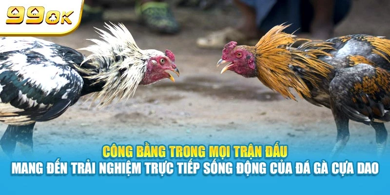 Công bằng trong mọi trận đấu mang đến trải nghiệm trực tiếp sống động của đá gà cựa dao