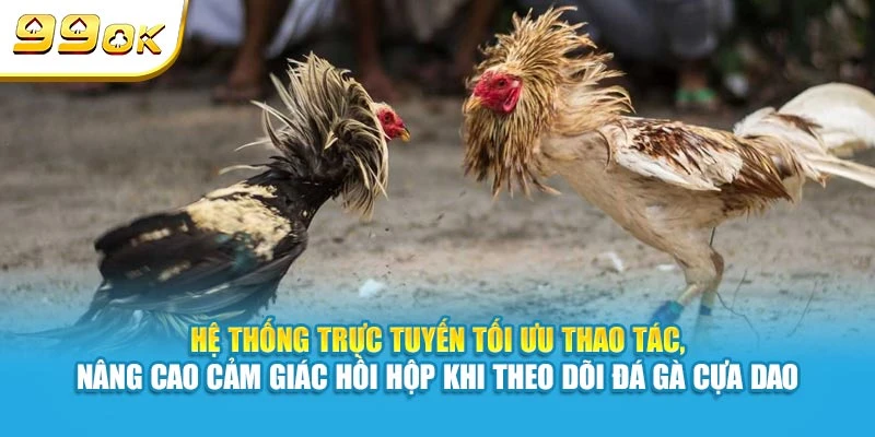Hệ thống trực tuyến tối ưu thao tác, nâng cao cảm giác hồi hộp khi theo dõi đá gà cựa dao