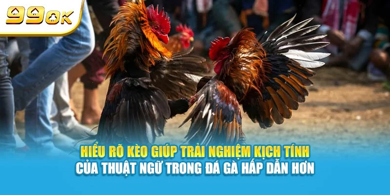 Hiểu rõ kèo giúp trải nghiệm kịch tính của thuật ngữ trong đá gà hấp dẫn hơn