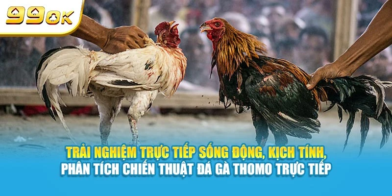Trải nghiệm trực tiếp sống động, kịch tính, phân tích chiến thuật đá gà Thomo trực tiếp