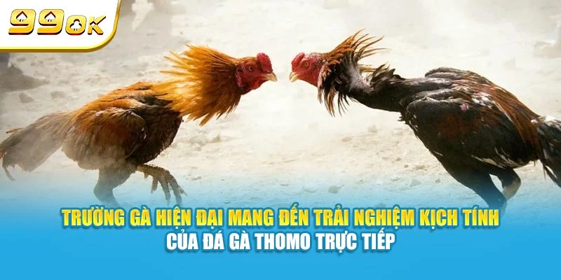 Trường gà hiện đại mang đến trải nghiệm kịch tính của đá gà Thomo trực tiếp