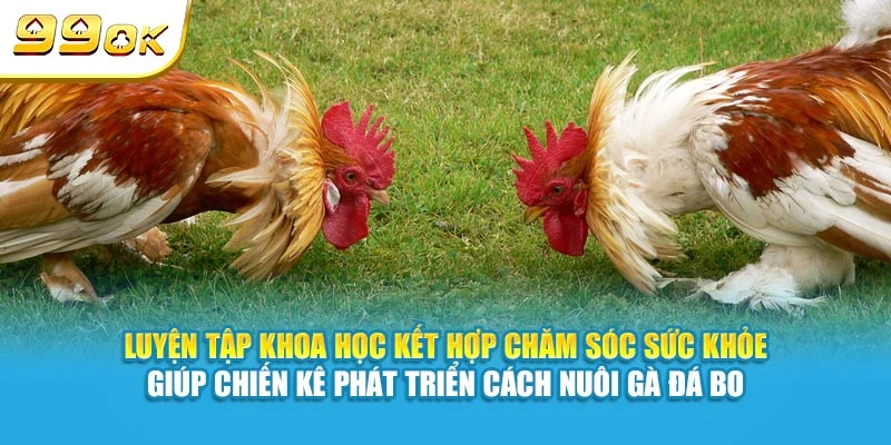 Luyện tập khoa học kết hợp chăm sóc sức khỏe giúp chiến kê phát triển cách nuôi gà đá bo